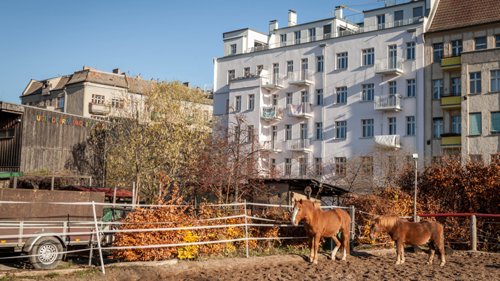 two horses near Korsorerstr area
